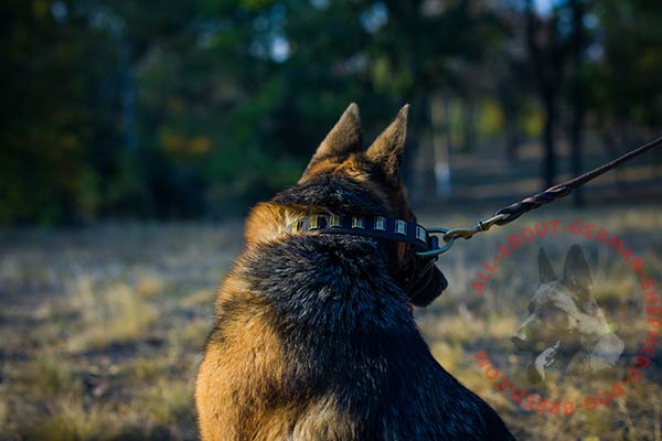 Stylish leather German Shepherd collar with strong hardware