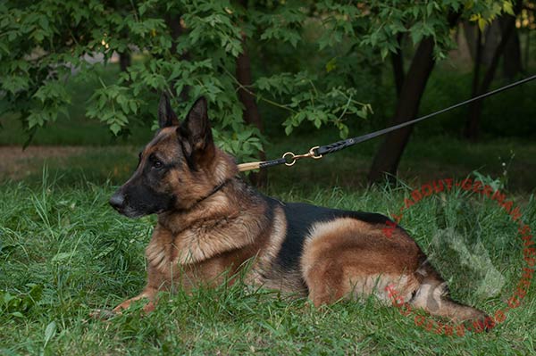 Leather German Shepherd choke collar with padding