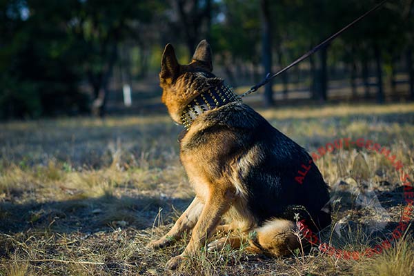Amazing leather German Shepherd collar with brass plated spikes