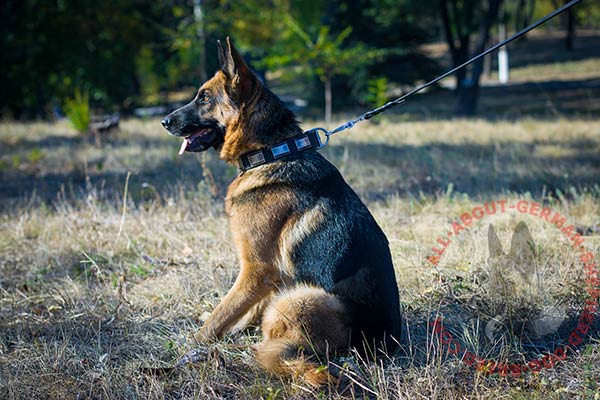 Stlylish leather German Shepherd collar for walking in style