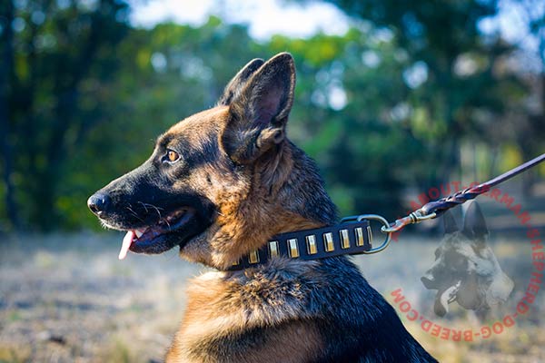 Showy leather German Shepherd collar for better control