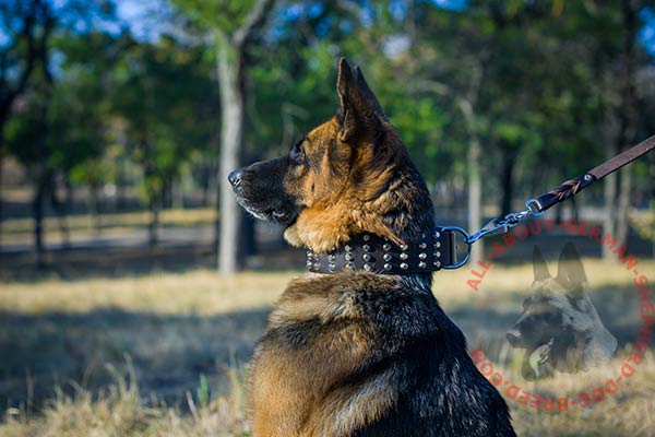 Exclusive leather German Shepherd collar with shiny pyramids