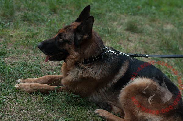 Leather German Shepherd collar for dog control