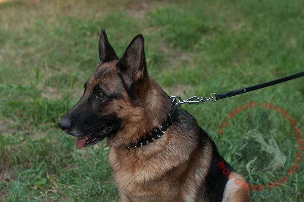 Pleasant-to-touch leather German Shepherd collar with shiny spikes
