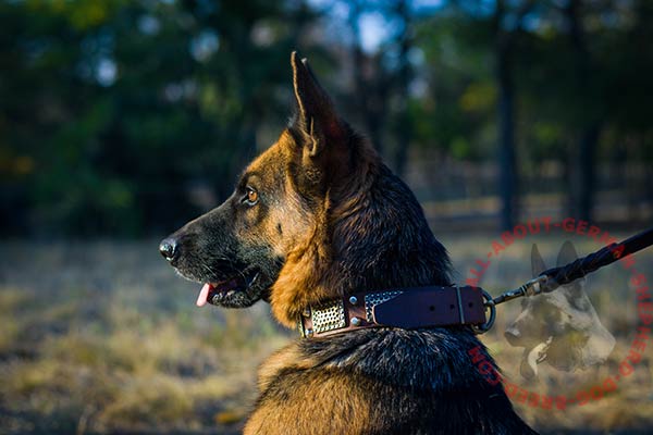 Walking leather German Shepherd collar with brass plates and studs