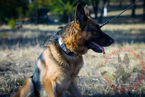 Reliable leather German Shepherd collar with plates
