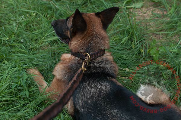 Fashion leather German Shepherd collar