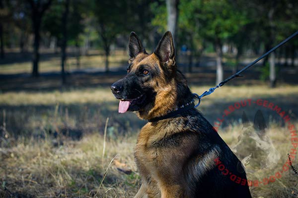 Fashion walking leather German Shepherd collar