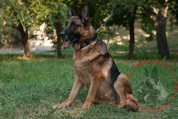 Decorated leather German Shepherd collar with large nickel covered plates