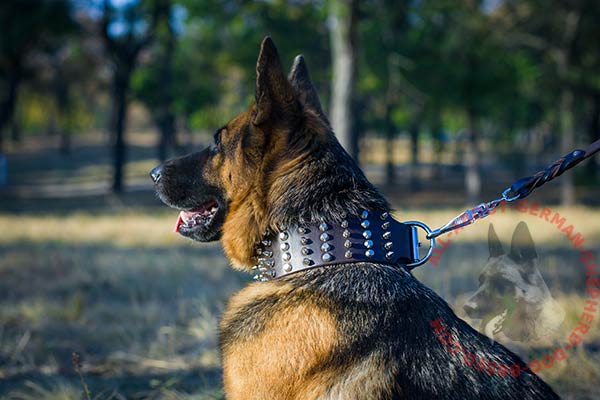 Exquisite leather German Shepherd collar with spikes and studs