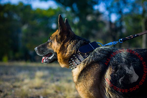 Spiked leather German Shepherd collar with handset decoration
