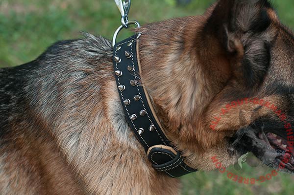 Leather German Shepherd collar with Nappa padding