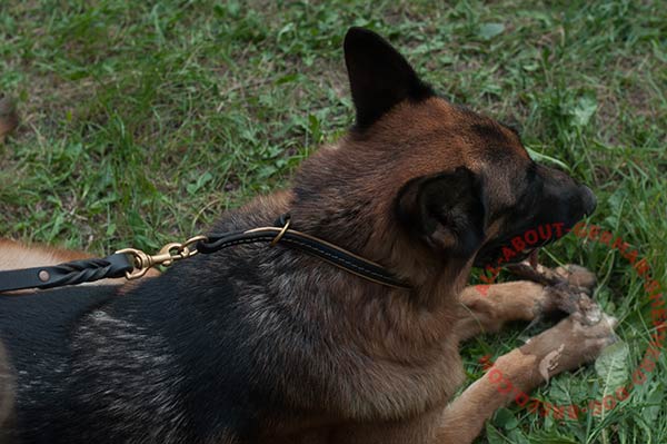 Leather German Shepherd collar with O-ring for leash attachment