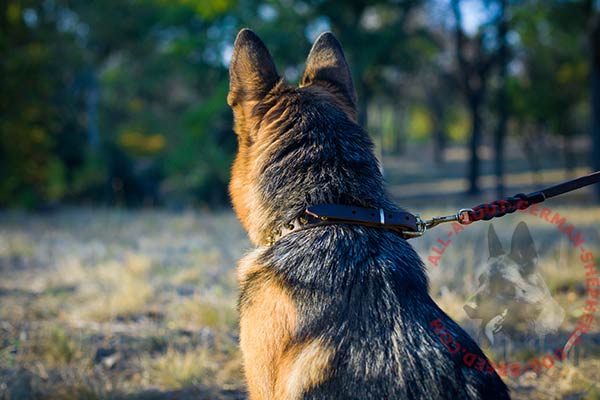 Leather German Shepherd collar with brass hardware