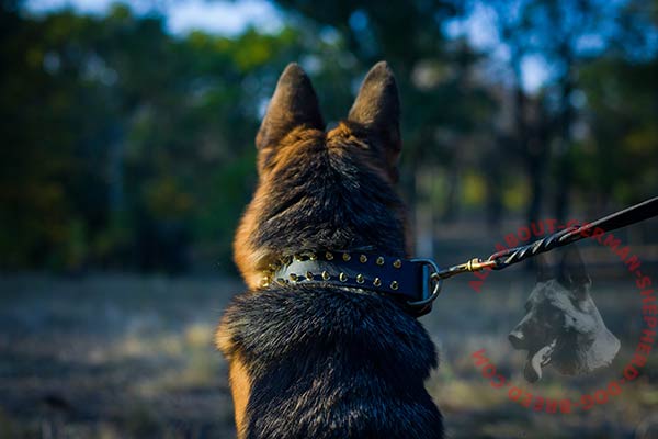 Soft leather German Shepherd collar with rust resistant fittings