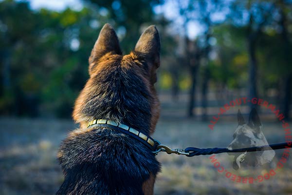 Comfy leather German Shepherd collar with steel old brass plated plated parts