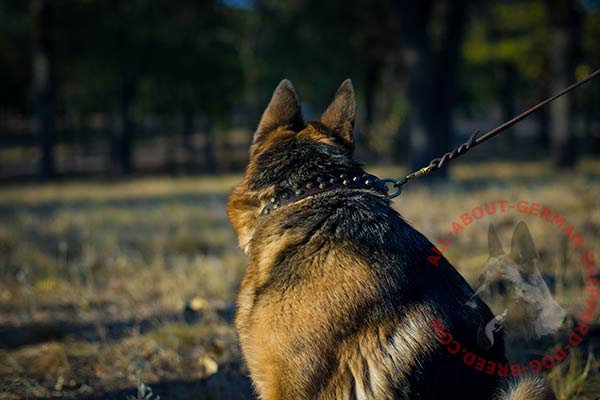 Adorable leather German Shepherd collar with brass plated hardware and adornment