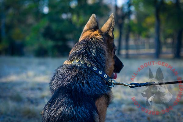Leather German Shepherd collar with hand set embossed circles