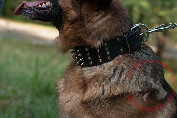 Walking leather German Shepherd collar with nickel plated fittings