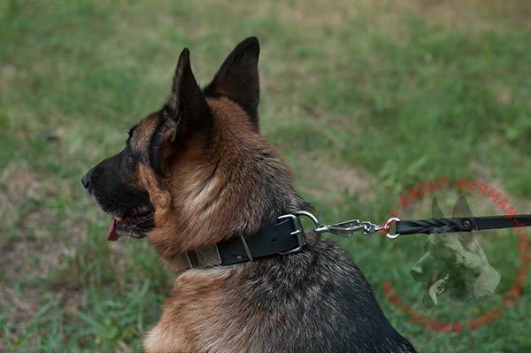 Long lasting leather German Shepherd collar with nickel plated hardware