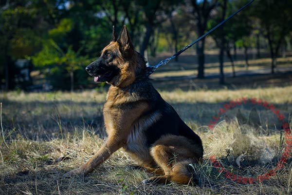 Leather German Shepherd collar with nickel plated spikes