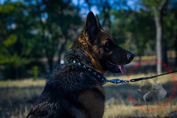 Leather German Shepherd collar with square studs