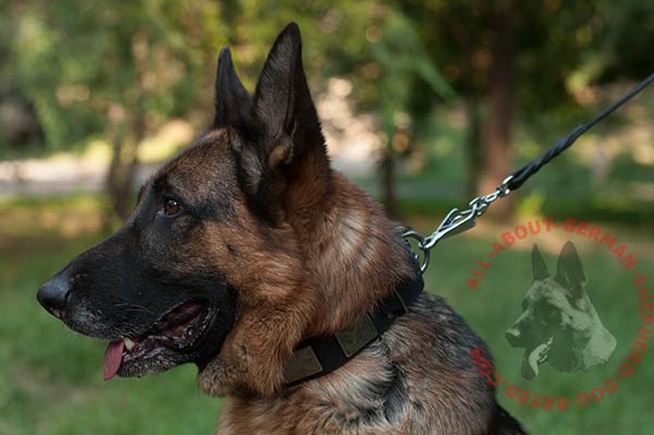 Leather German Shepherd collar with massive corrosion resistant plates