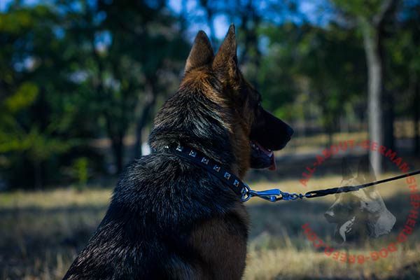 Reliable leather German Shepherd collar with durable hardware