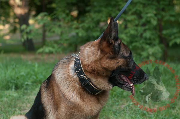 Padded leather German Shepherd collar with 2 rows of spikes