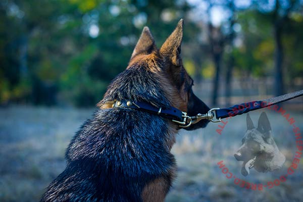 Handmade leather German Shepherd collar with brass plated hardware