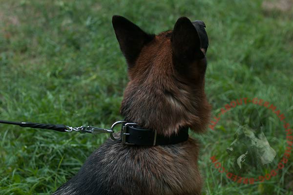 Dog-safe leather German Shepherd collar with steel nickel plated hardware