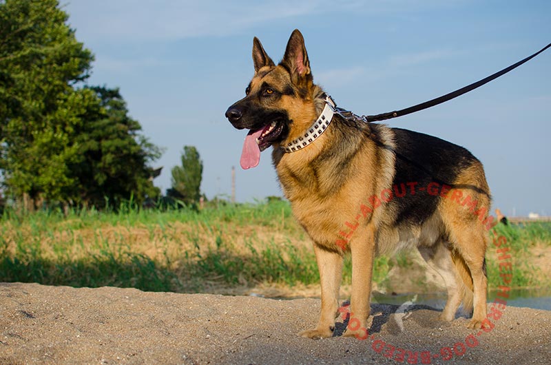 Exclusive Luxury Handcrafted Leather Dog 【Harness】 : German Shepherd Breed: Dog  harnesses, Muzzles, Collars, Leashes