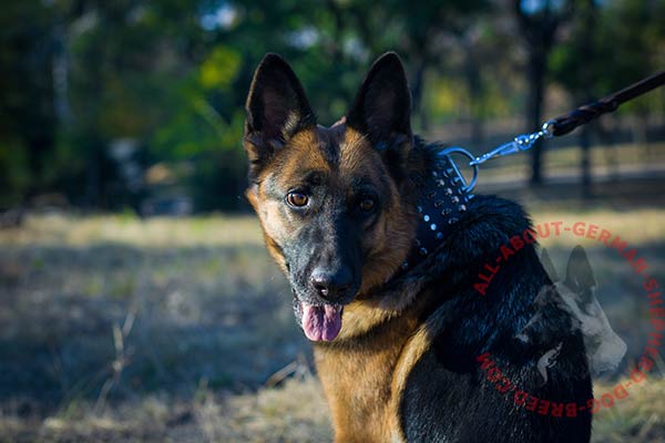 Walking leather dog collar for German Shepherd with rust-proof fittings