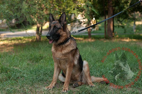 Embellished leather canine collar for German Shepherd with strong hardware