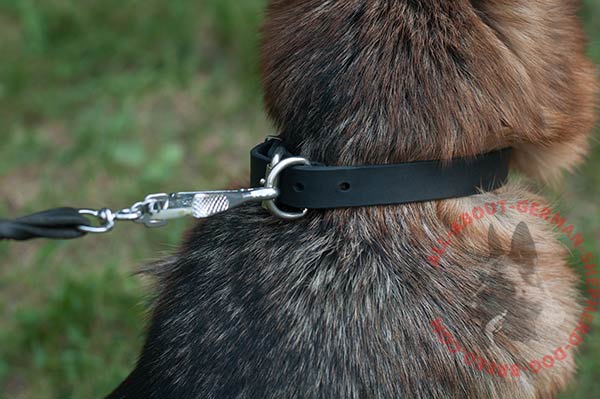 Leather dog collar for German Shepherd with nickel plated fittings