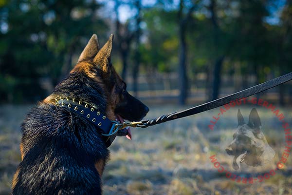 Stylish leather dog collar for German Shepherd embellished with brass spikes