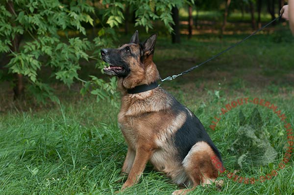 Classical leather dog collar for German Shepherd with plain surface