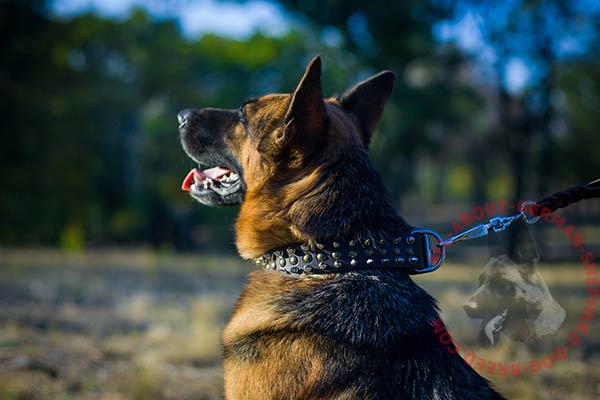 Leather dog collar for German Shepherd with hand-set adornment