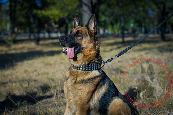 Leather dog collar for German Shepherd with hand-set pyramids