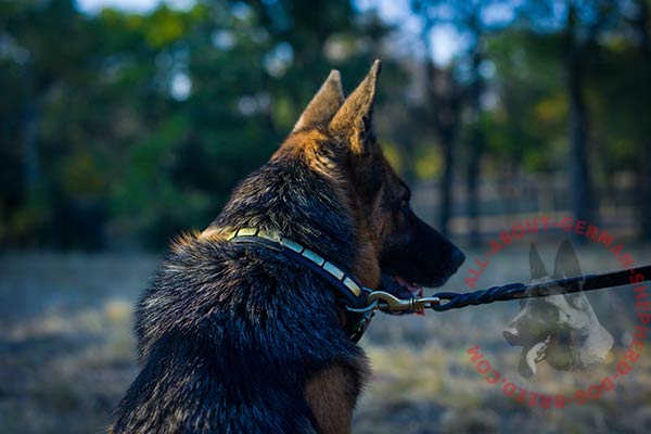 Amazing leather dog collar for German Shepherd with brass plates