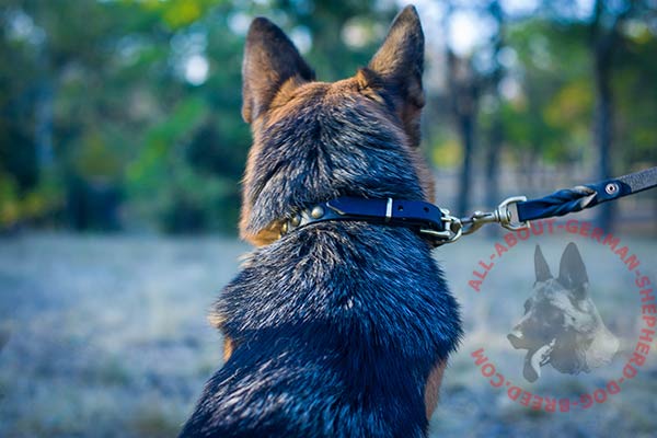 Excellent  leather German Shepherd collar with brass adornment
