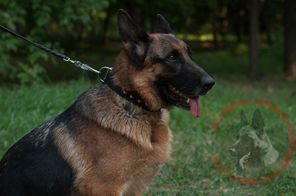 Walking leather dog collar for German Shepherd with nickel plated pyramids