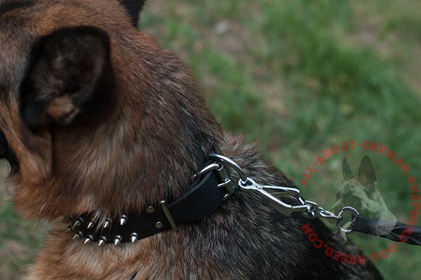 Classy leather dog collar for German Shepherd with rustless fittings