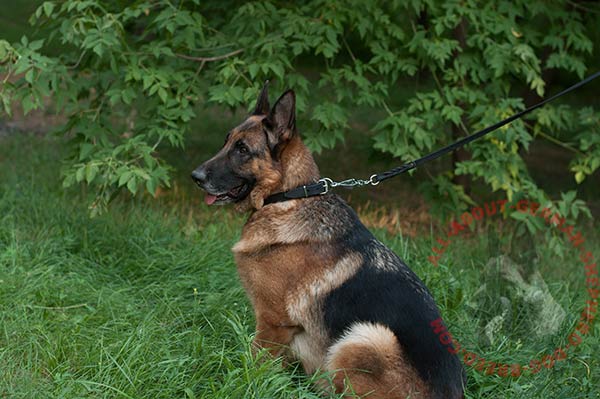 Classical smooth leather dog collar for German Shepherd