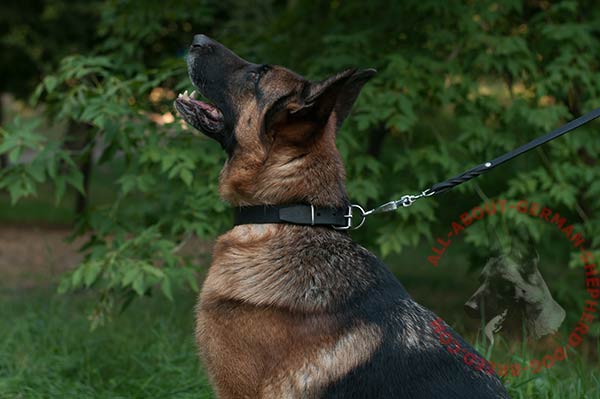 Smooth leather dog collar for German Shepherd training