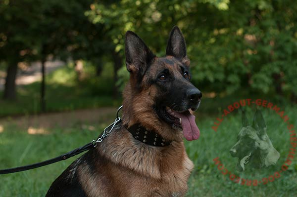 Leather dog collar for German Shepherd with spikes and studs