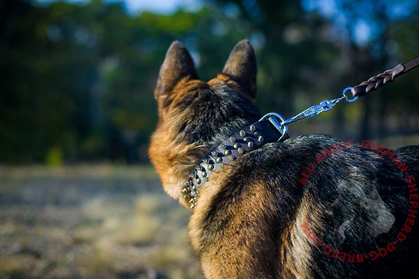 Eco-friendly leather dog collar for German Shepherd