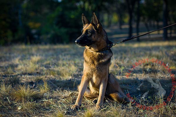 Decorated walking leather dog collar for German Shepherd