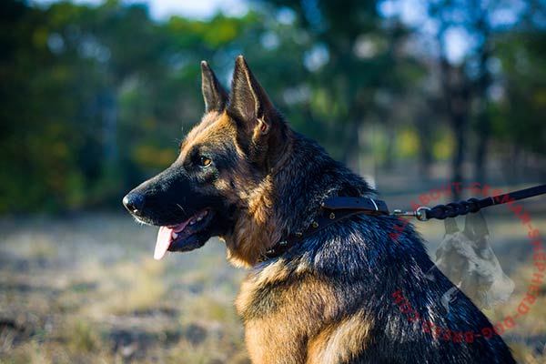 Leather dog collar for German Shepherd with shiny gold-like spikes