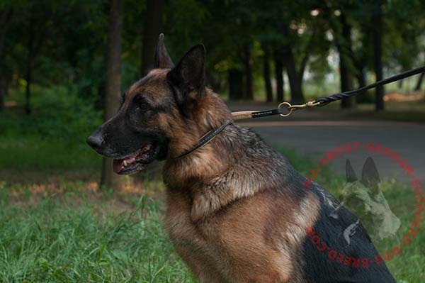 Choking leather dog collar for German Shepherd